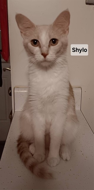 Shylo