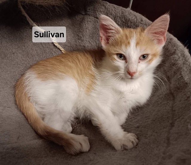 Sullivan