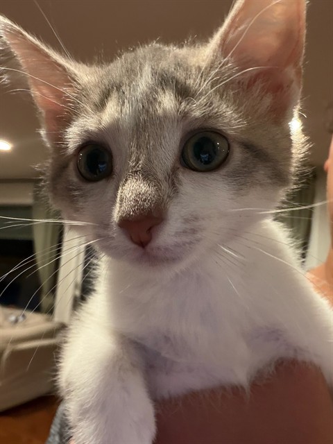 Coco