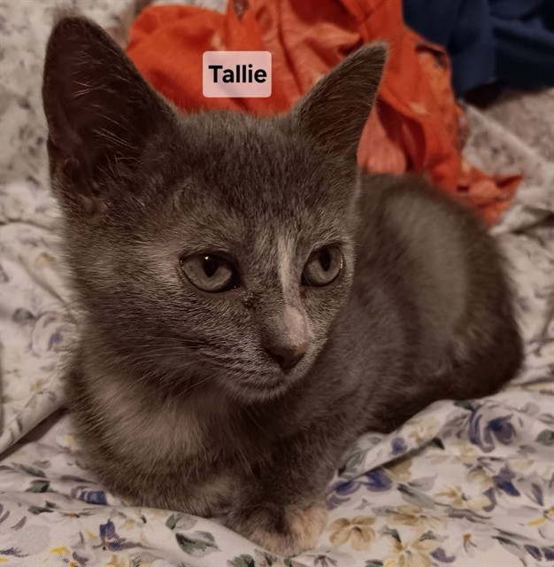 Tallie