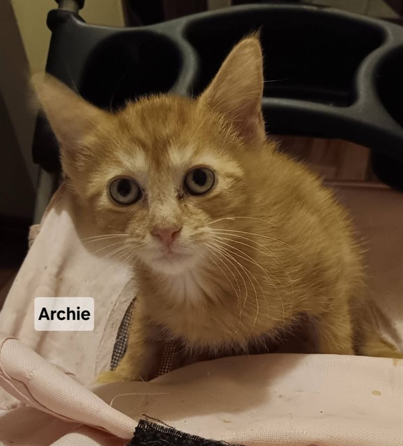 Archie