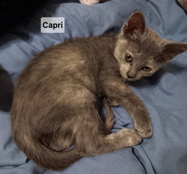 Capri