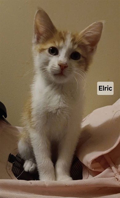 Elric