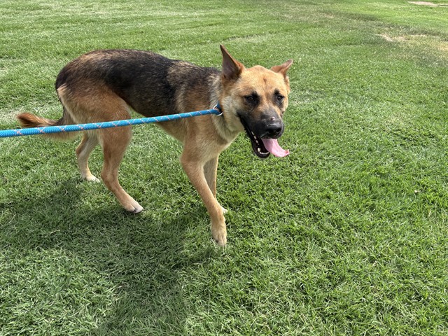 Adoptable Dog