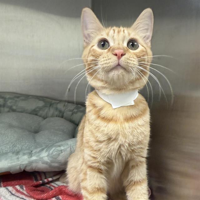 Bowie