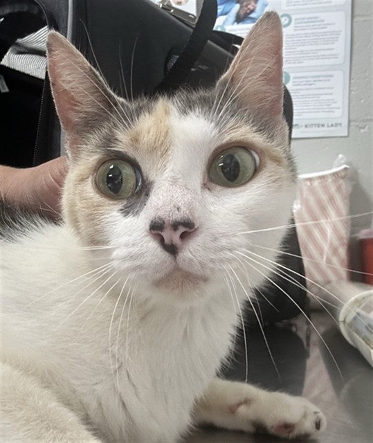 Adoptable Cat