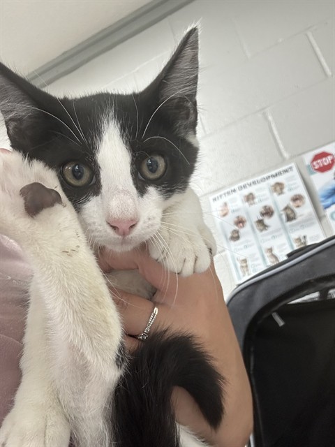 Adoptable Cat