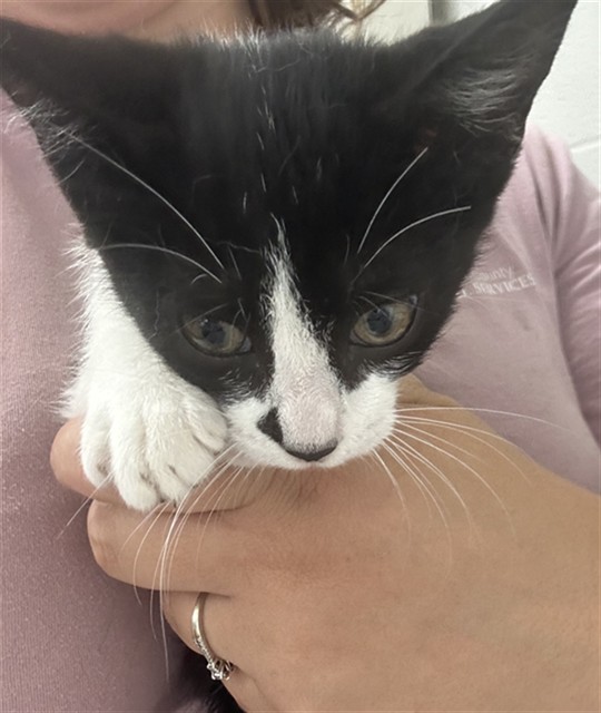 Adoptable Cat