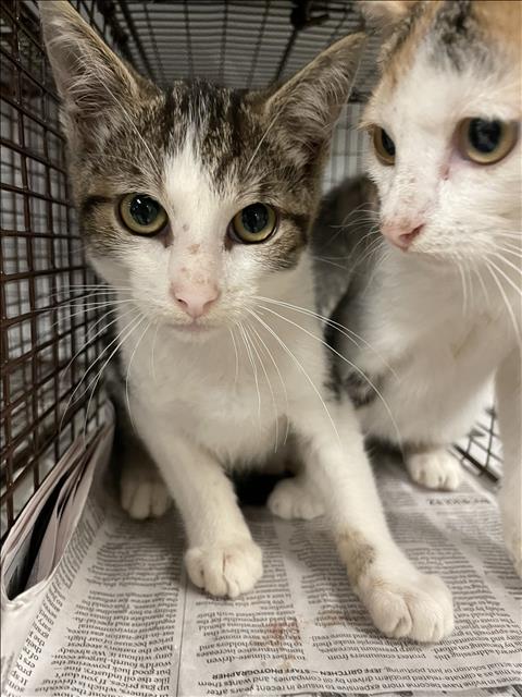 Adoptable Cat