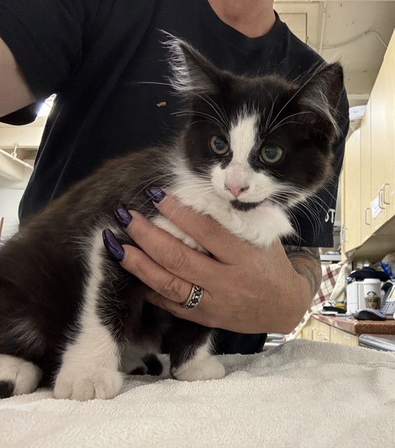 Adoptable Cat