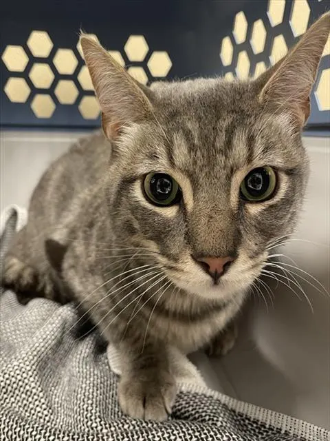 Ollie