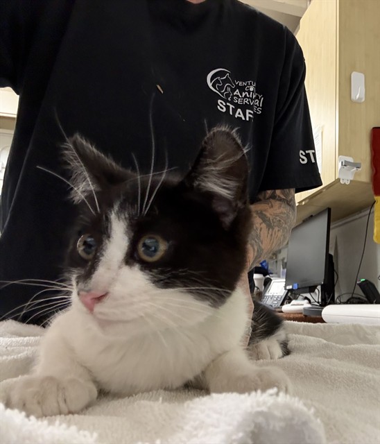 Adoptable Cat