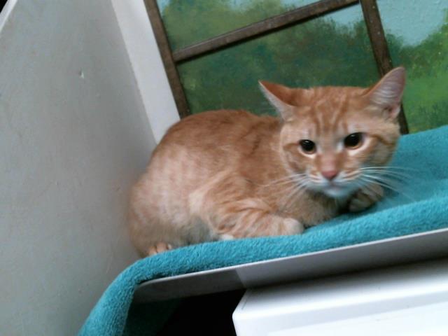 Adoptable Cat