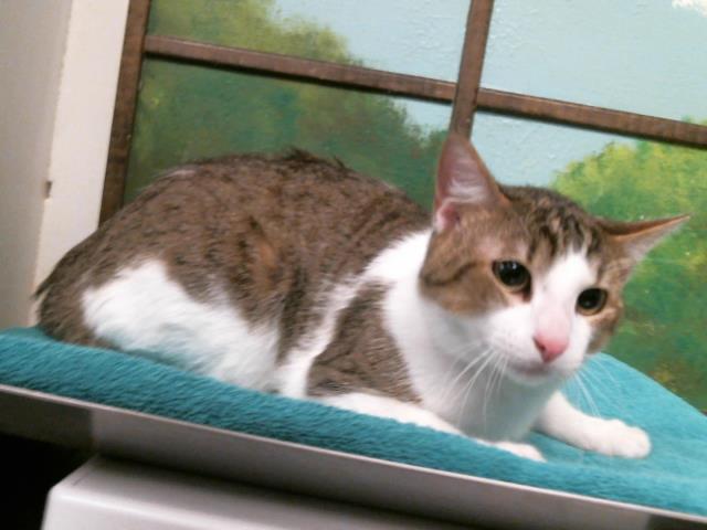Adoptable Cat