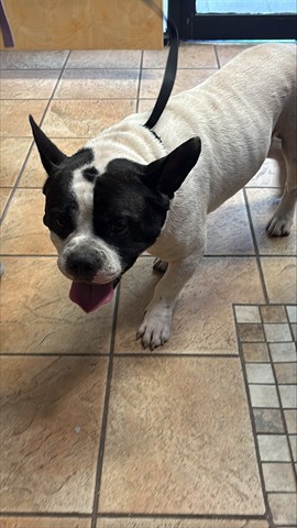 Louie