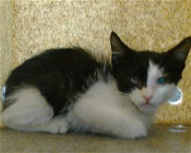 Med Adopt Mario