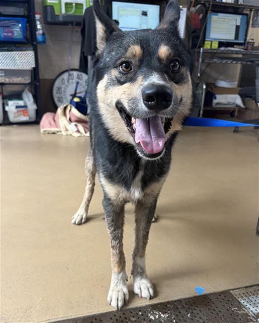 Adoptable Dog
