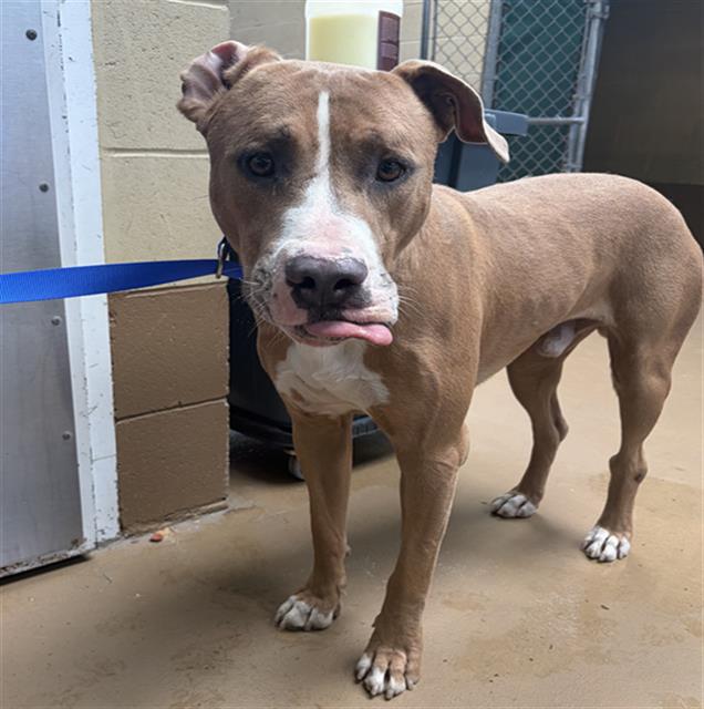 Adoptable Dog