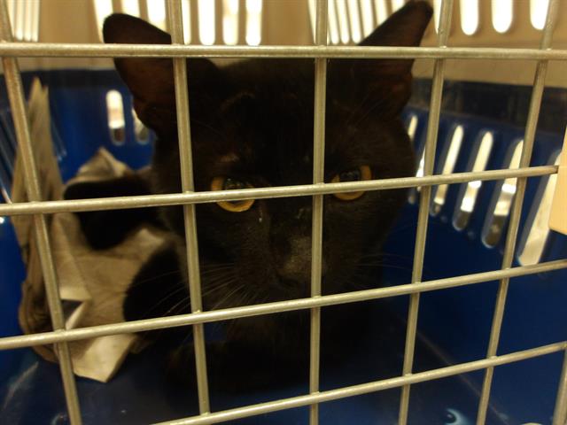 Adoptable Cat