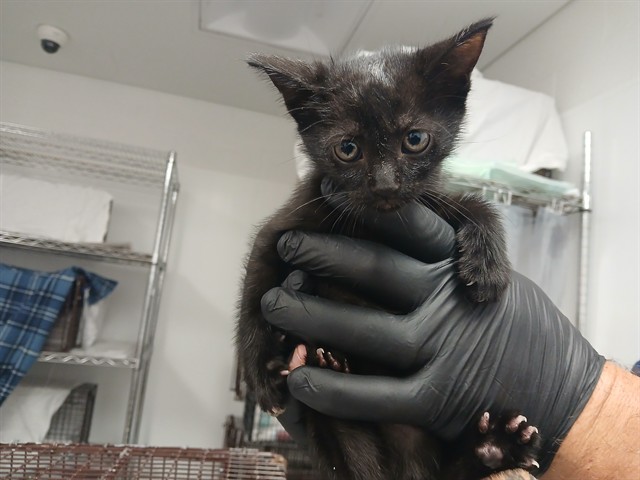 Adoptable Cat