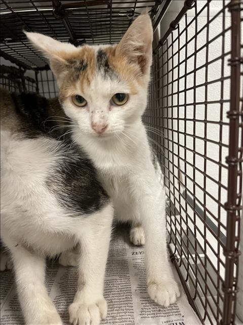 Adoptable Cat