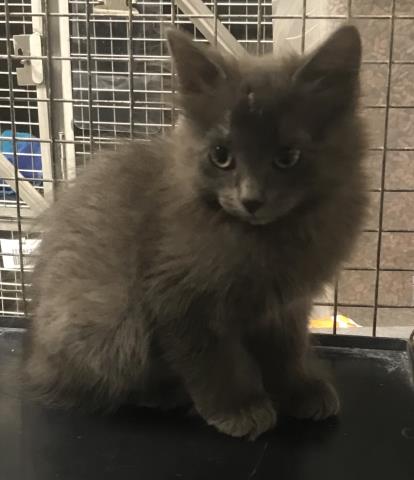 Adoptable Cat