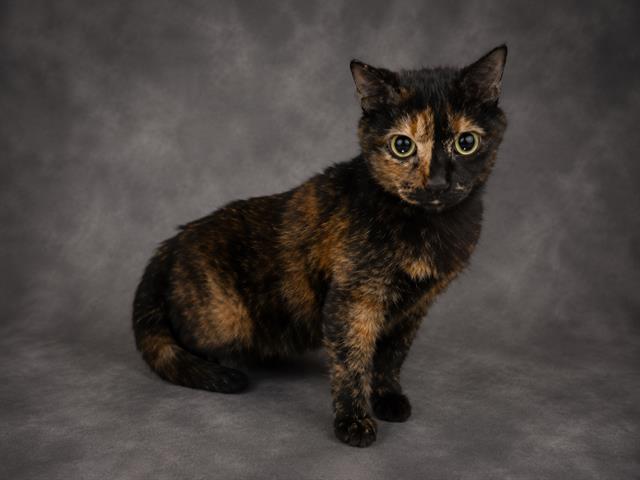 Esmeralda