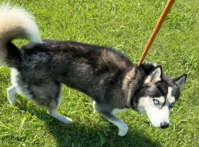 Loki