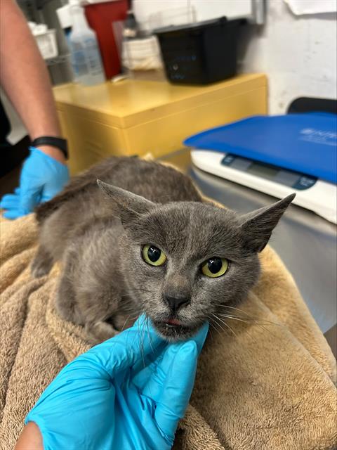 Adoptable Cat