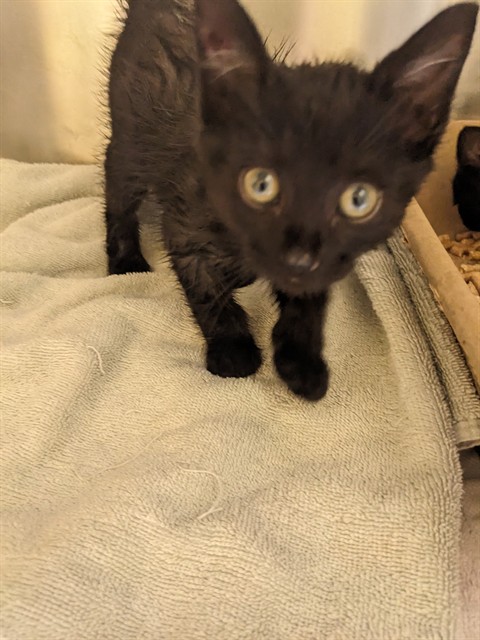 Adoptable Cat