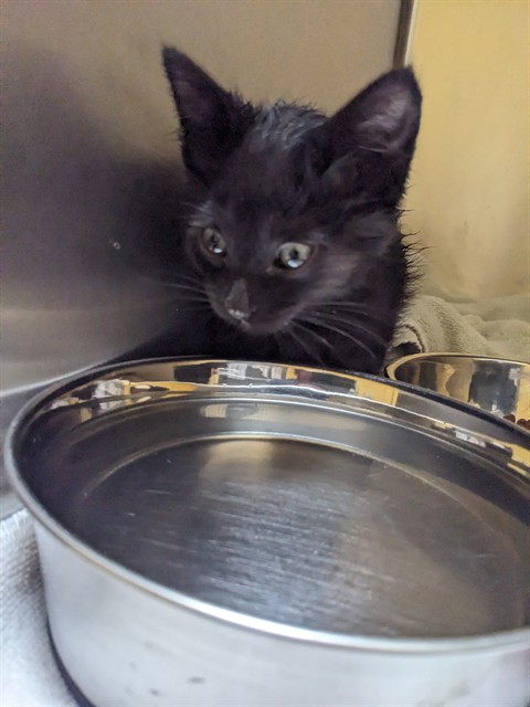 Adoptable Cat