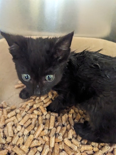 Adoptable Cat