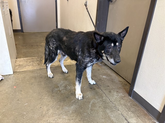 Adoptable Dog