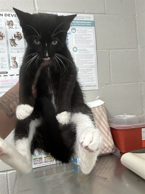 Adoptable Cat