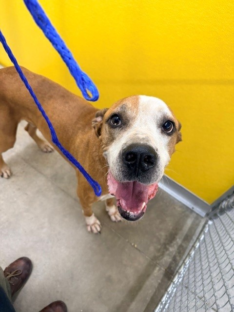 Adoptable Dog