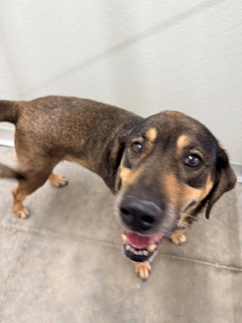Adoptable Dog