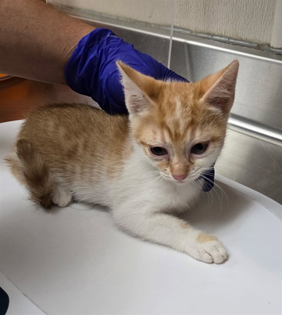 Adoptable Cat