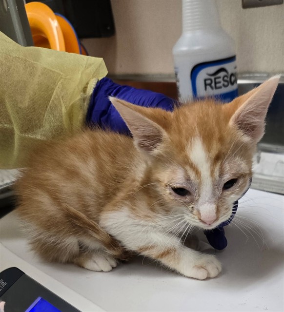 Adoptable Cat