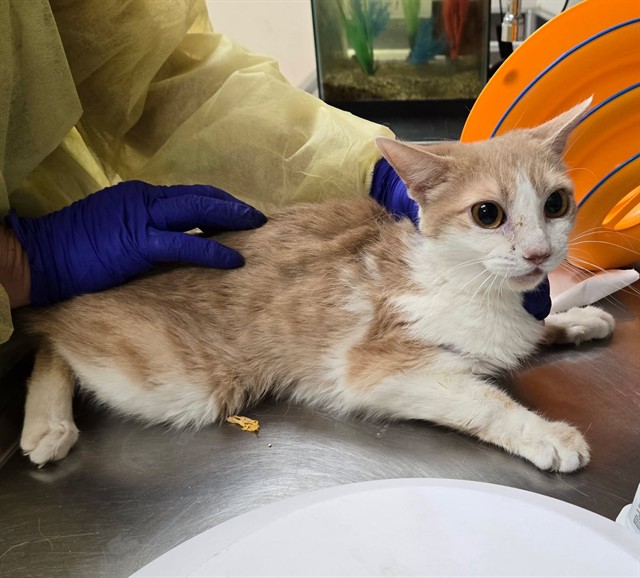 Adoptable Cat
