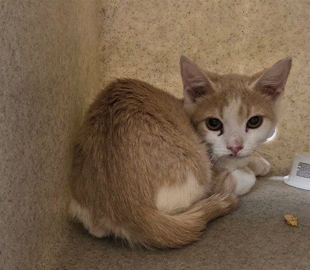 Adoptable Cat
