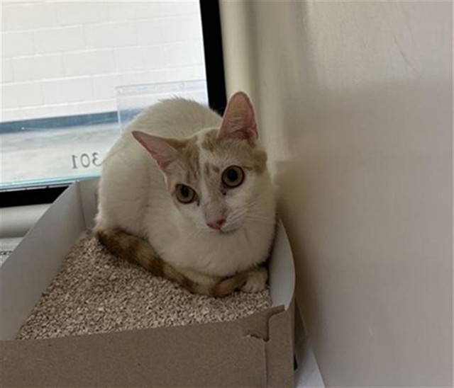 Adoptable Cat