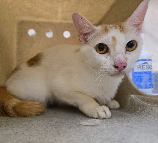 Adoptable Cat
