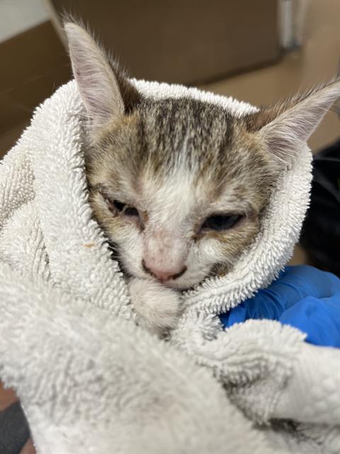 Adoptable Cat