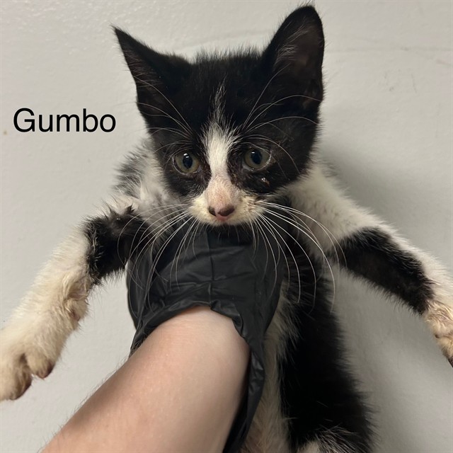 Gumbo