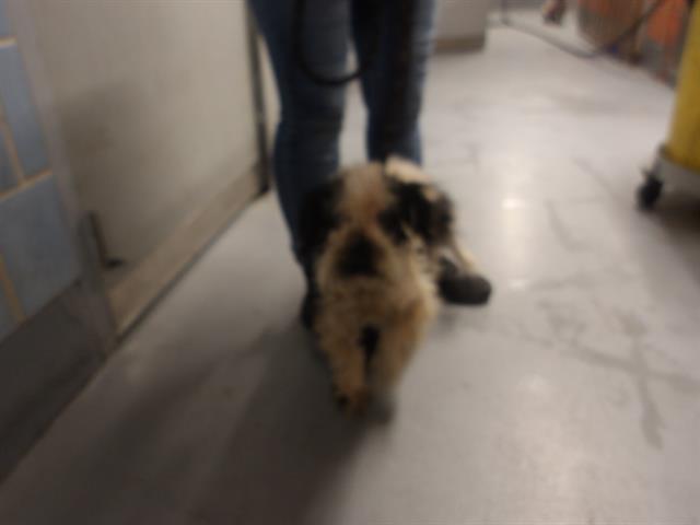 Adoptable Dog