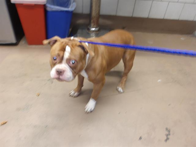 Adoptable Dog