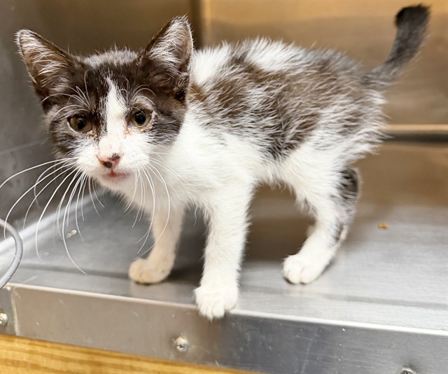 Adoptable Cat