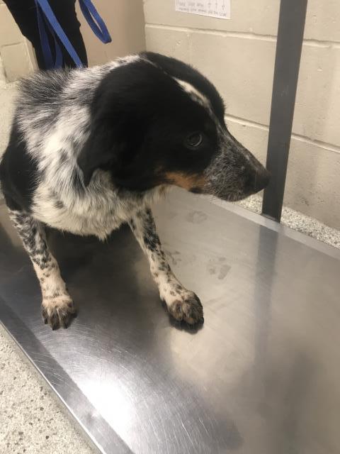 Adoptable Dog