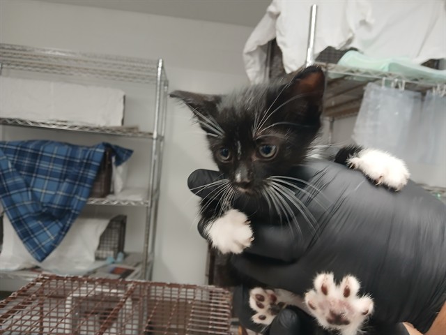 Tux