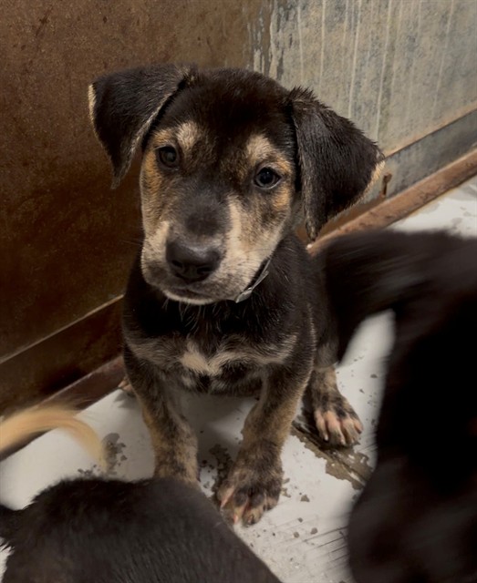Adoptable Dog